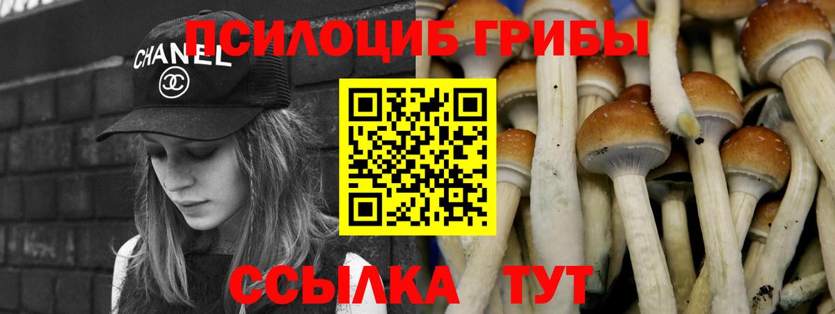 Псилоцибиновые грибы GOLDEN TEACHER  Вход с VPN  Гудермес  Псилоцибиновые грибы Psilocybine cubensis 